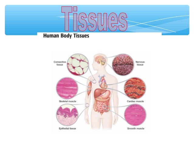 diagram of body tissue wiring diagram online Diagram of Peripheral Nerves tissues ppt 2 diagram of body organ diagram of body tissue